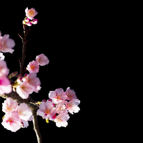 Kirschblüten — Stockfoto