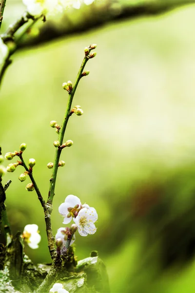 Bella primavera fioritura prugna — Foto Stock