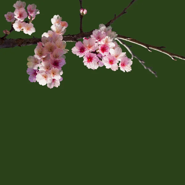 Fiori di ciliegio — Foto Stock