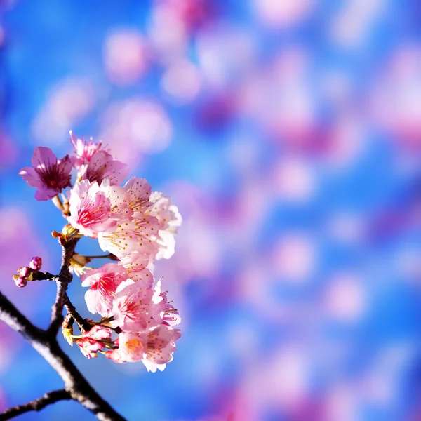 Körsbärsblommor — Stockfoto