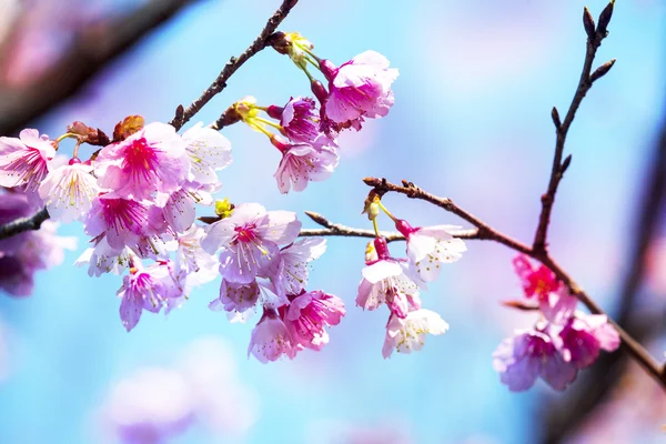 Flores de cerezo —  Fotos de Stock