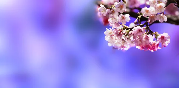 Flores de cerezo — Foto de Stock