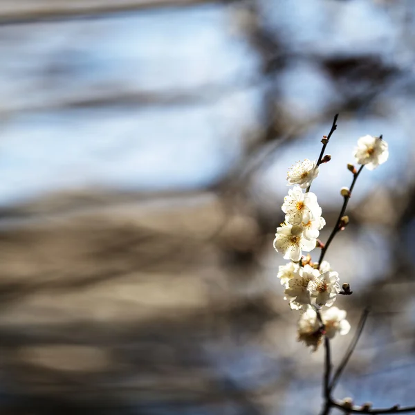 Spring background with plum flowers — Stock Photo, Image