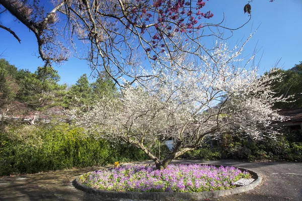 Hermosa ciruela floreciente primavera — Foto de Stock