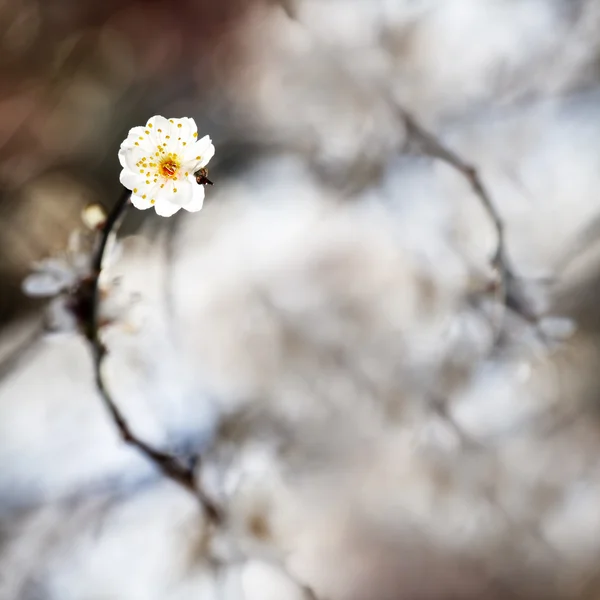 Frühling Hintergrund mit Pflaumenblüten — Stockfoto
