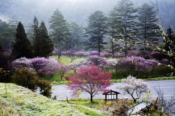 Vackra våren blommande plommon — Stockfoto