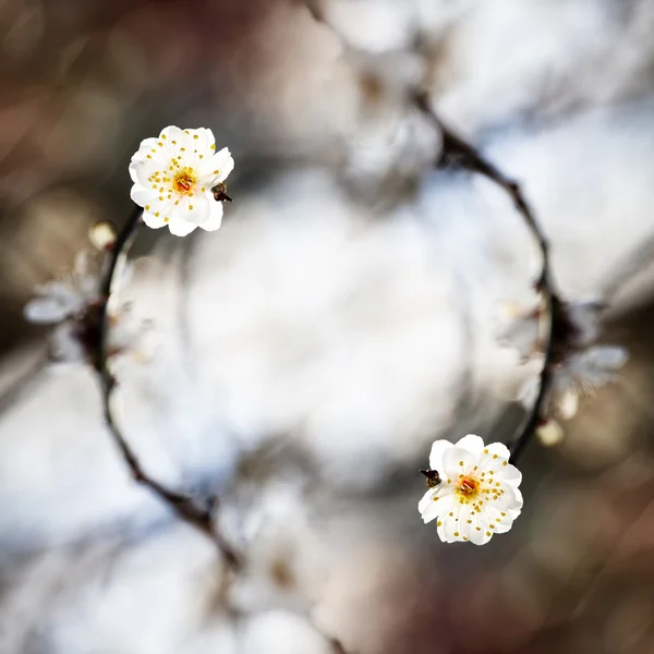 Fondo de primavera con flores de ciruela — Foto de Stock