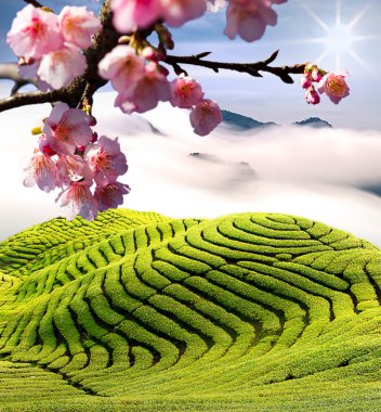 Sakura çiçekler arasında çay bahçesi
