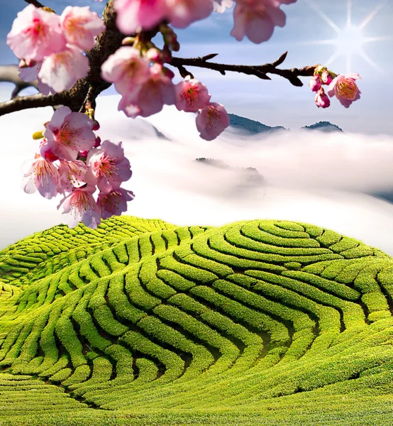 Цветы сакуры среди чайного сада — стоковое фото