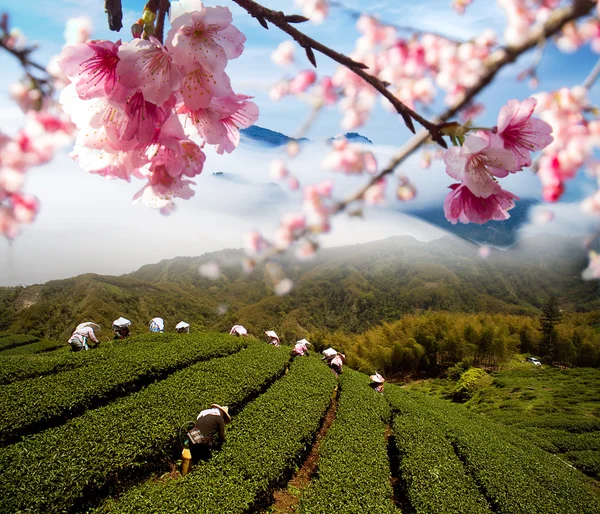 Sakura flores entre el jardín de té — Foto de Stock