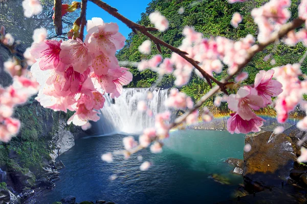 Sakura flores entre queda de água — Fotografia de Stock