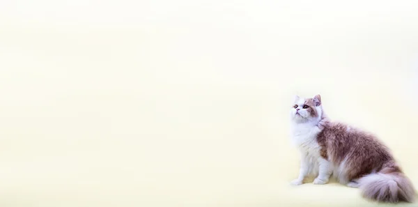 Gatto con bello sfondo — Foto Stock