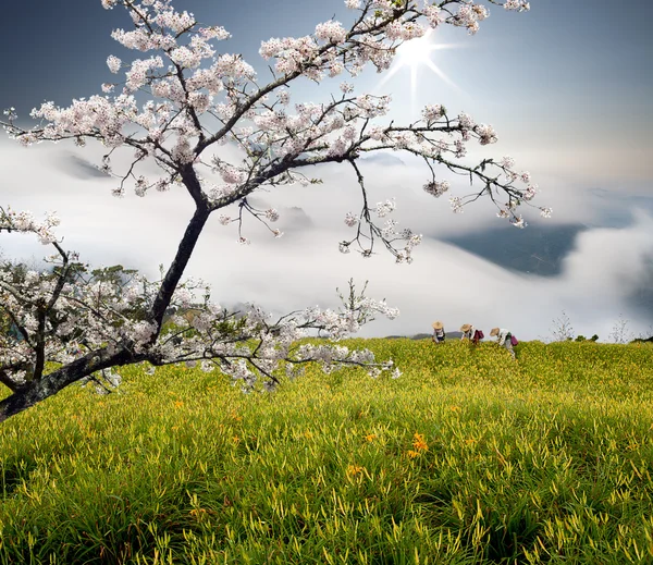 Fiore di giglio — Foto Stock