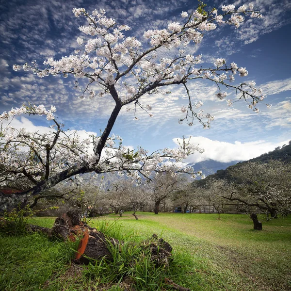 Szép tavaszi virágzó szilva — Stock Fotó