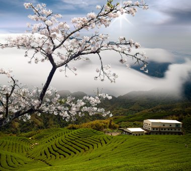 Sakura kartpostal