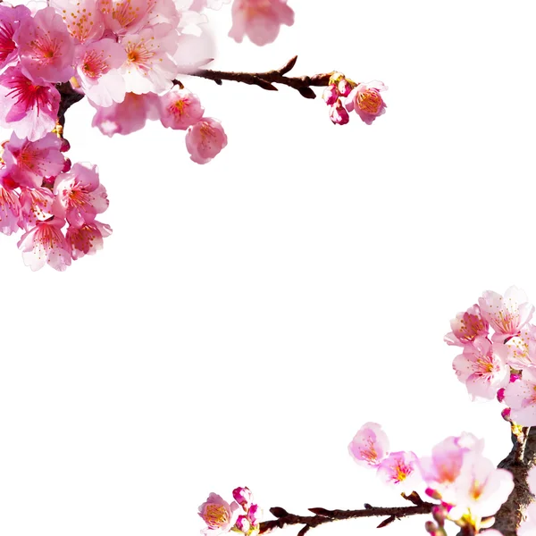 Sakura con buen fondo — Foto de Stock