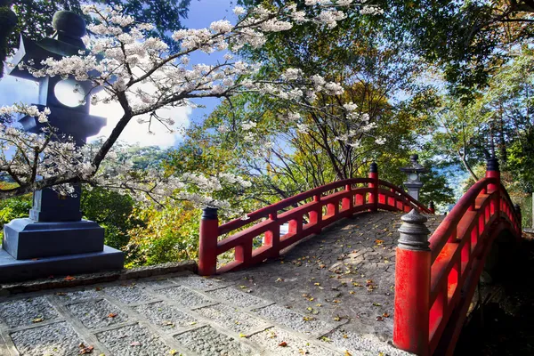 Schöne Sakura im Tempel lizenzfreie Stockbilder
