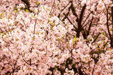 pembe çiçekleri ile şube