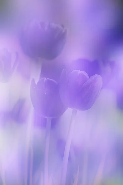 Kleurrijke tulpen — Stockfoto