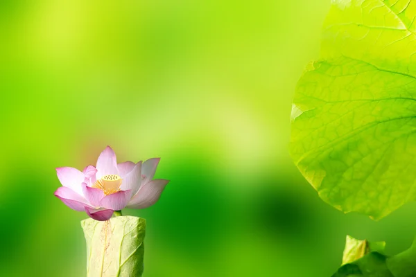 Schöner Lotus mit schönem Hintergrund — Stockfoto