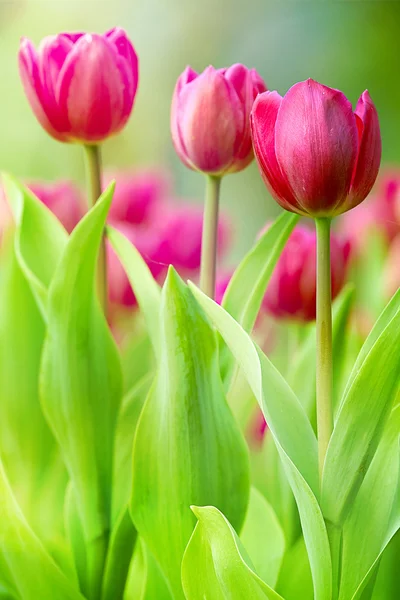 Colorful tulips — Stock Photo, Image