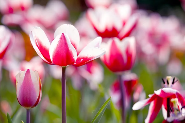 Colorful tulips — Stock Photo, Image