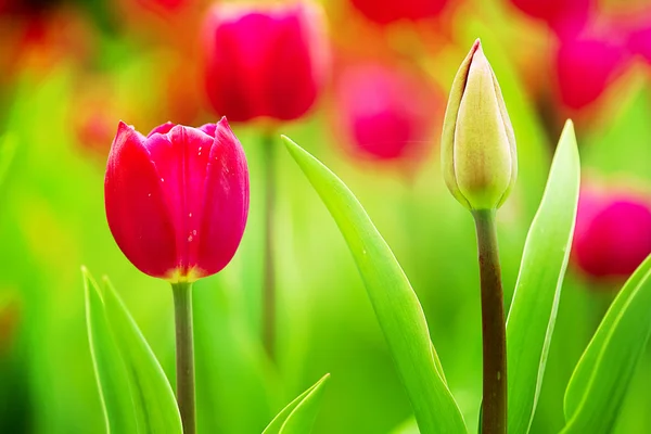 Colorful tulips — Stock Photo, Image