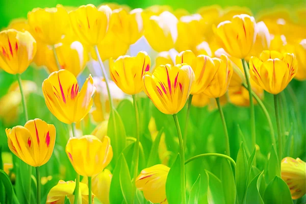 Kleurrijke tulpen — Stockfoto