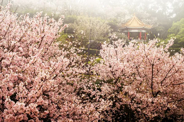 ピンク色の花と枝 — ストック写真
