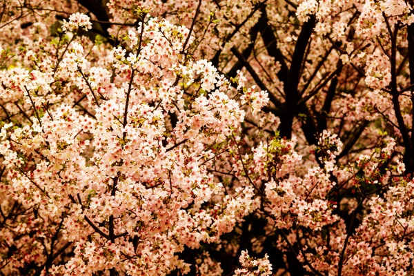 粉红色花朵的分支 — 图库照片