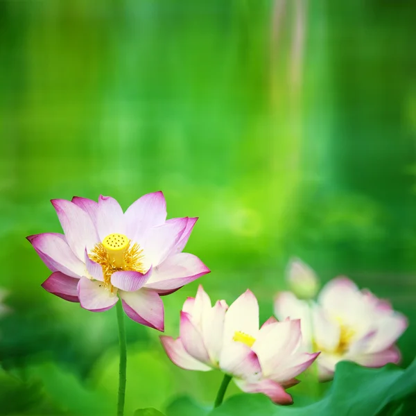 Prachtige lotus met mooie pagina — Stockfoto