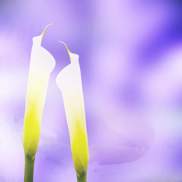 Calla Lily vagyok. — Stock Fotó