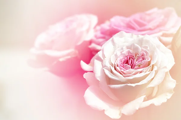 盛开的玫瑰 — 图库照片