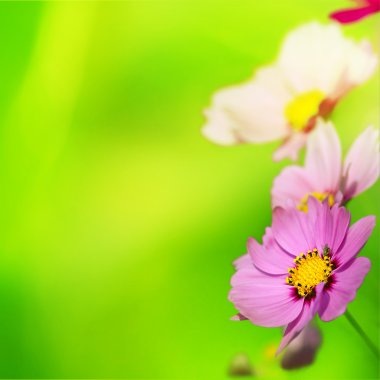 güzel çiçek sınır