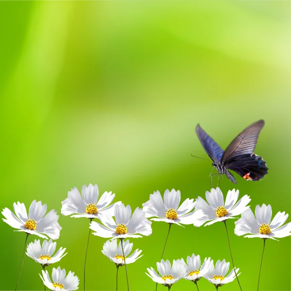 Bela borda floral — Fotografia de Stock