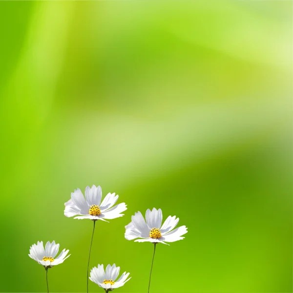 Bela borda floral — Fotografia de Stock