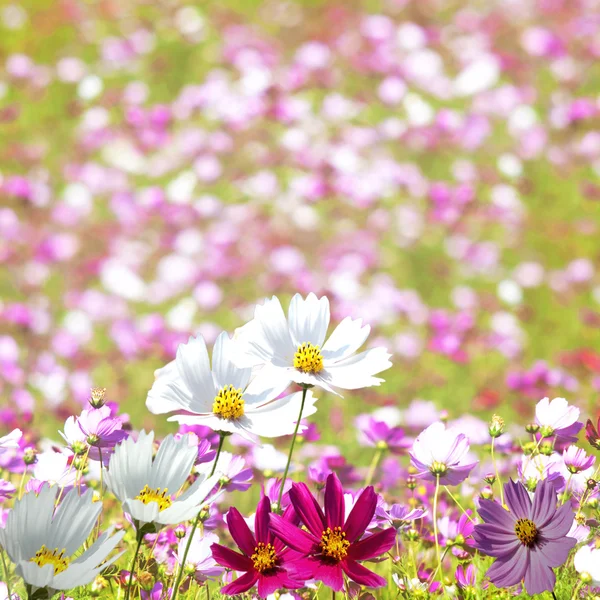 Piękny kwiatowy granicy — Zdjęcie stockowe
