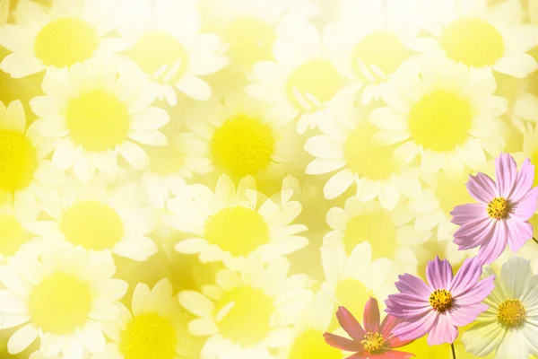 美丽的花卉边框 — 图库照片