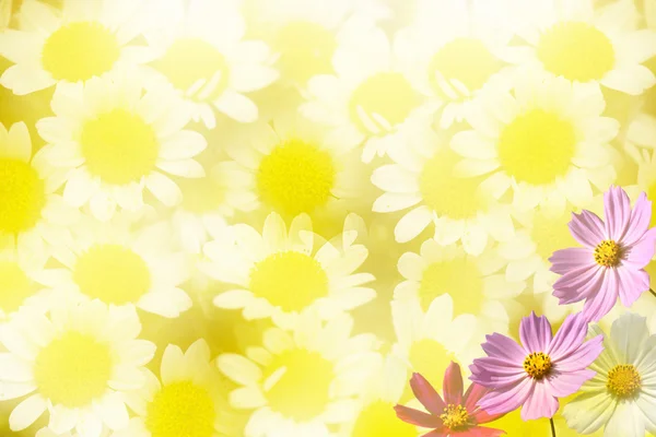 Beautiful Floral Border — Stock Photo, Image