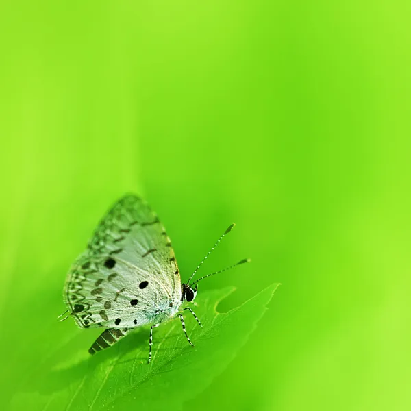 Schöner Schmetterling auf einem grünen Blatt — Stockfoto