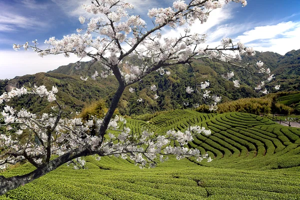 Nice landscape with sakura — Stock Photo, Image