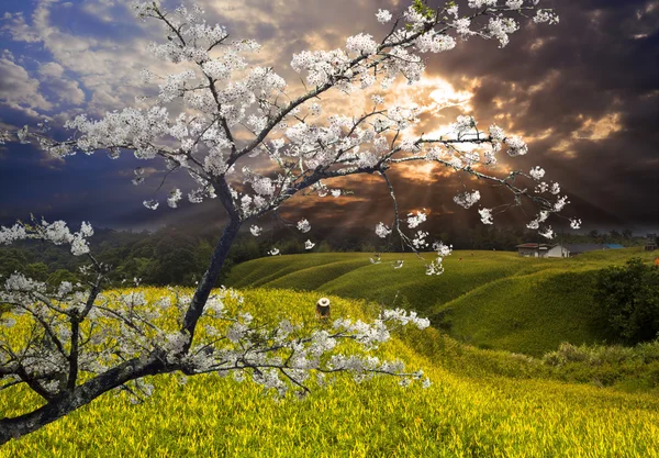 Ωραίο τοπίο με sakura — Φωτογραφία Αρχείου