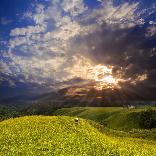 Daglelies bloem op zestig stenen mount — Stockfoto