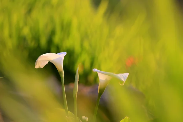 Calla lelies — Stockfoto