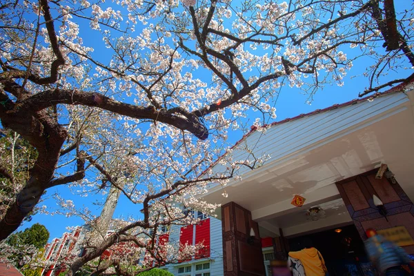 Cherry Alishan, Chiayi, Taiwan — Stock Photo, Image