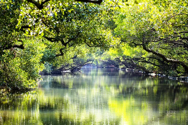 Cuatro túnel verde hierba —  Fotos de Stock