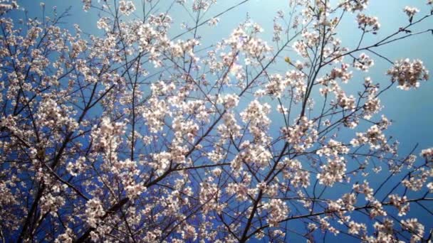 Cereza Alishan, Chiayi, Taiwán — Vídeo de stock