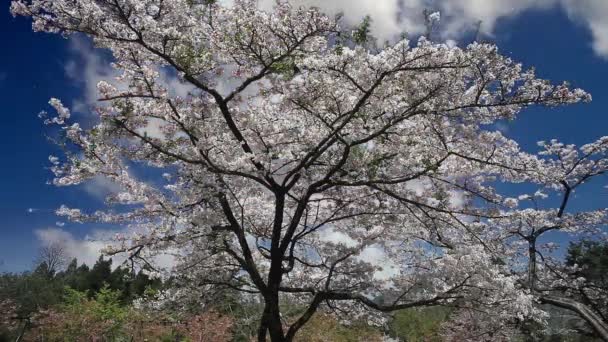 Wild Himalayan Cherry — Stock Video