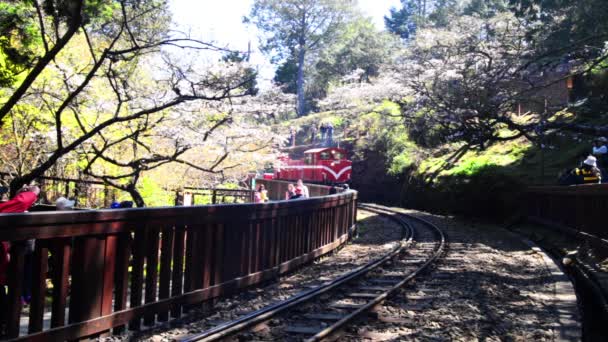 Train forestier sur chemin de fer avec sakura dans la région pittoresque nationale d'Alishan — Video