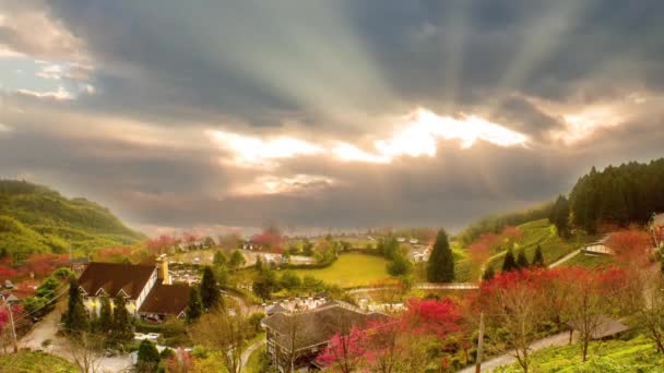 Sakura fleur rose sur la montagne — Video